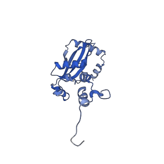 29262_8fkz_L9_v1-1
Human nucleolar pre-60S ribosomal subunit (State G)