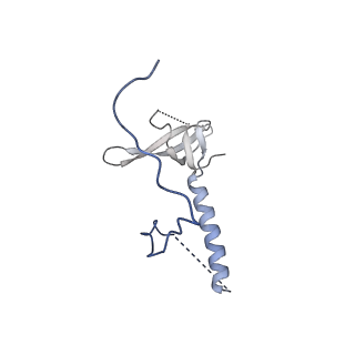 29262_8fkz_LE_v1-1
Human nucleolar pre-60S ribosomal subunit (State G)