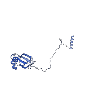 29262_8fkz_LH_v1-1
Human nucleolar pre-60S ribosomal subunit (State G)