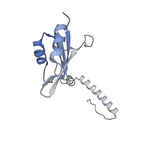 29262_8fkz_SH_v1-1
Human nucleolar pre-60S ribosomal subunit (State G)
