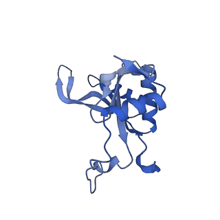 29265_8fl2_L5_v1-1
Human nuclear pre-60S ribosomal subunit (State I1)