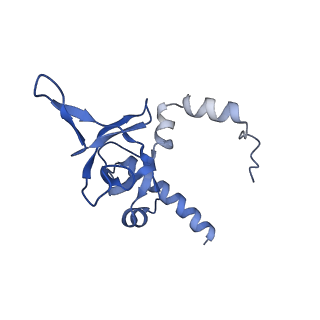 29265_8fl2_LI_v1-1
Human nuclear pre-60S ribosomal subunit (State I1)