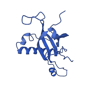 29265_8fl2_LJ_v1-1
Human nuclear pre-60S ribosomal subunit (State I1)