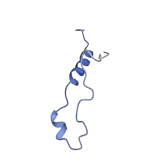 29265_8fl2_LZ_v1-1
Human nuclear pre-60S ribosomal subunit (State I1)