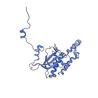29265_8fl2_SB_v1-1
Human nuclear pre-60S ribosomal subunit (State I1)