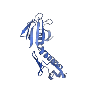 29265_8fl2_SG_v1-1
Human nuclear pre-60S ribosomal subunit (State I1)