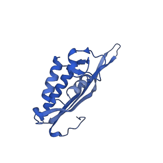 29266_8fl3_LA_v1-1
Human nuclear pre-60S ribosomal subunit (State I2)