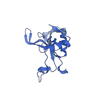 29267_8fl4_L5_v1-1
Human nuclear pre-60S ribosomal subunit (State I3)