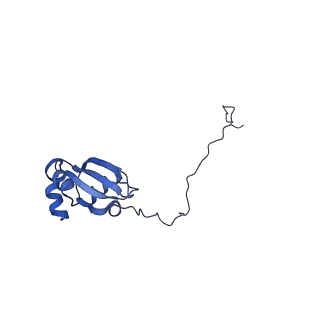 29267_8fl4_LH_v1-1
Human nuclear pre-60S ribosomal subunit (State I3)