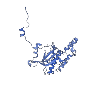 29267_8fl4_SB_v1-1
Human nuclear pre-60S ribosomal subunit (State I3)