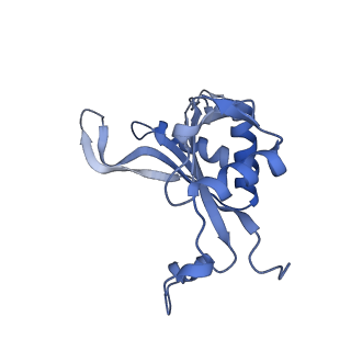 29268_8fl6_L5_v1-1
Human nuclear pre-60S ribosomal subunit (State J1)