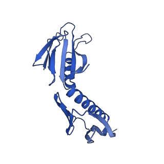 29268_8fl6_SG_v1-1
Human nuclear pre-60S ribosomal subunit (State J1)