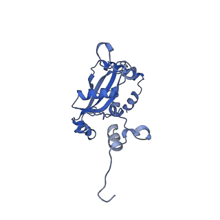 29269_8fl7_L9_v1-2
Human nuclear pre-60S ribosomal subunit (State J2)