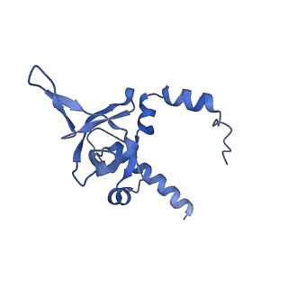 29269_8fl7_LI_v1-2
Human nuclear pre-60S ribosomal subunit (State J2)