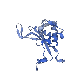 29271_8fl9_L5_v1-2
Human nuclear pre-60S ribosomal subunit (State J3)