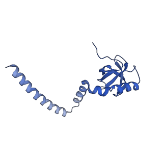 29271_8fl9_L8_v1-2
Human nuclear pre-60S ribosomal subunit (State J3)