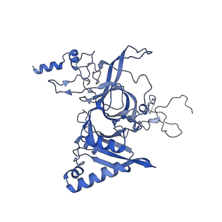 29271_8fl9_LN_v1-2
Human nuclear pre-60S ribosomal subunit (State J3)
