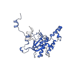 29271_8fl9_SB_v1-2
Human nuclear pre-60S ribosomal subunit (State J3)