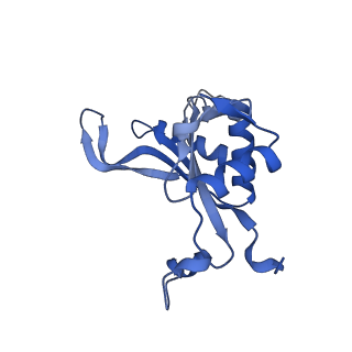 29272_8fla_L5_v1-2
Human nuclear pre-60S ribosomal subunit (State K1)