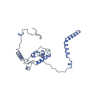 29272_8fla_L6_v1-2
Human nuclear pre-60S ribosomal subunit (State K1)