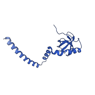 29272_8fla_L8_v1-2
Human nuclear pre-60S ribosomal subunit (State K1)