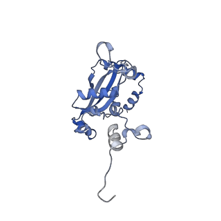 29273_8flb_L9_v1-2
Human nuclear pre-60S ribosomal subunit (State K2)