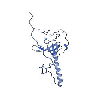 29273_8flb_LE_v1-2
Human nuclear pre-60S ribosomal subunit (State K2)
