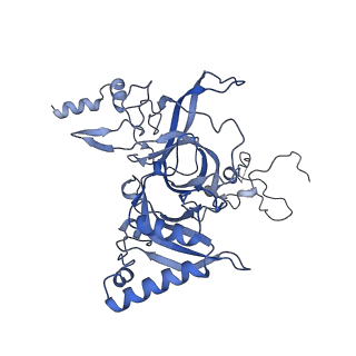 29273_8flb_LN_v1-2
Human nuclear pre-60S ribosomal subunit (State K2)