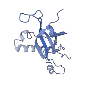 29274_8flc_LJ_v1-2
Human nuclear pre-60S ribosomal subunit (State K3)