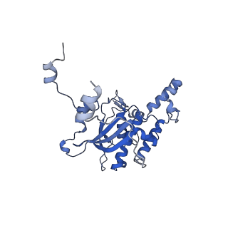 29274_8flc_SB_v1-2
Human nuclear pre-60S ribosomal subunit (State K3)