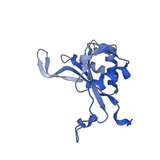 29275_8fld_L5_v1-0
Human nuclear pre-60S ribosomal subunit (State L1)
