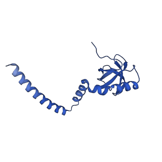29275_8fld_L8_v1-0
Human nuclear pre-60S ribosomal subunit (State L1)
