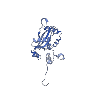 29275_8fld_L9_v1-0
Human nuclear pre-60S ribosomal subunit (State L1)