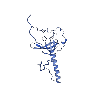 29275_8fld_LE_v1-0
Human nuclear pre-60S ribosomal subunit (State L1)