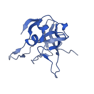 29275_8fld_LG_v1-0
Human nuclear pre-60S ribosomal subunit (State L1)