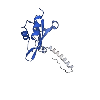 29275_8fld_SH_v1-0
Human nuclear pre-60S ribosomal subunit (State L1)