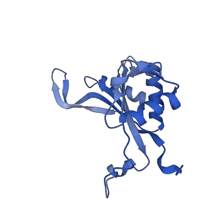 29277_8flf_L5_v1-0
Human nuclear pre-60S ribosomal subunit (State L3)