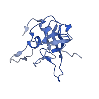 29277_8flf_LG_v1-0
Human nuclear pre-60S ribosomal subunit (State L3)