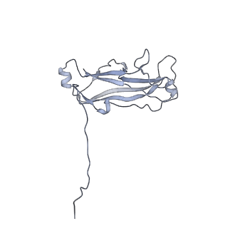 3222_5flu_C_v1-3
Structure of a Chaperone-Usher pilus reveals the molecular basis of rod uncoilin
