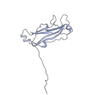 3222_5flu_L_v1-3
Structure of a Chaperone-Usher pilus reveals the molecular basis of rod uncoilin