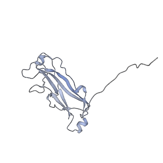 3222_5flu_M_v1-3
Structure of a Chaperone-Usher pilus reveals the molecular basis of rod uncoilin