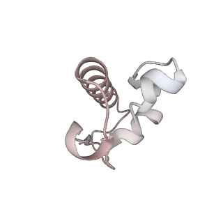 29304_8fmw_R_v1-0
The structure of a hibernating ribosome in the Lyme disease pathogen