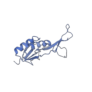 29304_8fn2_O_v1-0
The structure of a 50S ribosomal subunit in the Lyme disease pathogen Borreliella burgdorferi