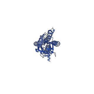 29350_8foi_B_v1-2
Native GABA-A receptor from the mouse brain, alpha1-beta2-gamma2 subtype, in complex with GABA and allopregnanolone