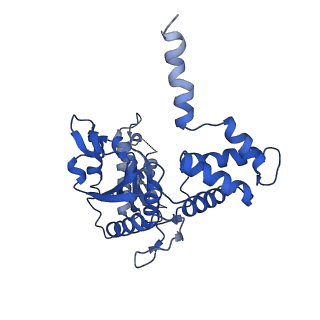 4287_6fo1_D_v1-4
Human R2TP subcomplex containing 1 RUVBL1-RUVBL2 hexamer bound to 1 RBD domain from RPAP3.