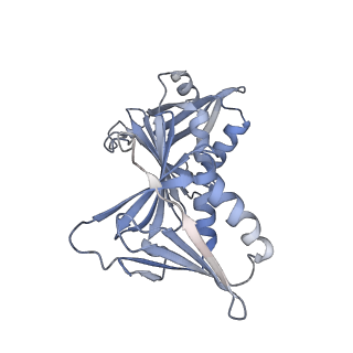 29413_8fs4_G_v1-0
Structure of S. cerevisiae Rad24-RFC loading the 9-1-1 clamp onto a 10-nt gapped DNA in step 2 (open 9-1-1 ring and flexibly bound chamber DNA)