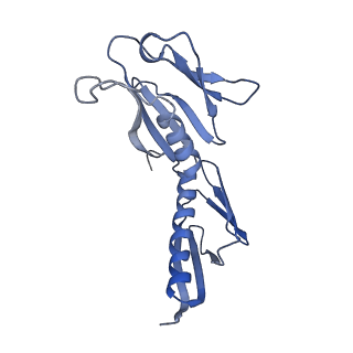4302_6ft6_H_v1-3
Structure of the Nop53 pre-60S particle bound to the exosome nuclear cofactors