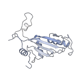 4302_6ft6_J_v1-3
Structure of the Nop53 pre-60S particle bound to the exosome nuclear cofactors