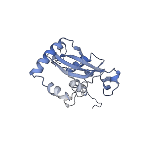 4302_6ft6_N_v1-3
Structure of the Nop53 pre-60S particle bound to the exosome nuclear cofactors