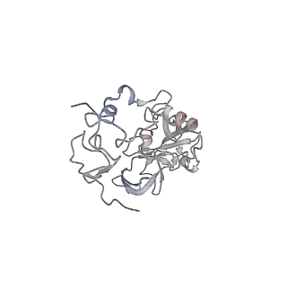 4316_6fti_A_v1-0
Cryo-EM Structure of the Mammalian Oligosaccharyltransferase Bound to Sec61 and the Programmed 80S Ribosome
